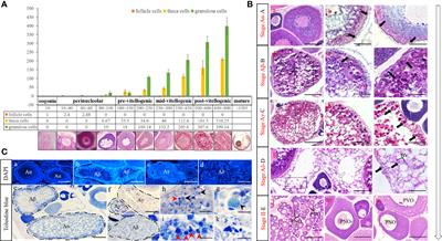 Oocytes Skipped Spawning Through Atresia Is Regulated by Somatic Cells Revealed by Transcriptome Analysis in Pampus argenteus